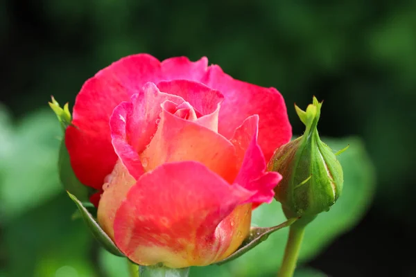 阳光灿烂的日子里 美丽的红玫瑰在花园里滴着露珠 理想的背景贺卡 — 图库照片