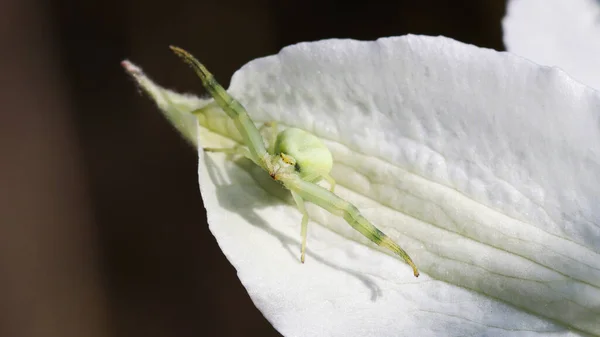 Uma Aranha Caranguejo Misumena Vatia Uma Pétala Flor Branca — Fotografia de Stock