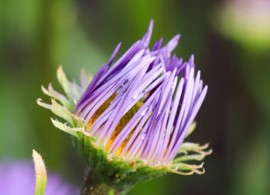 Bir Alpine aster tomurcuğu (Aster alpinus). Turuncu merkezli güzel mor çiçekler ve bahçede yağmurdan sonra su damlaları