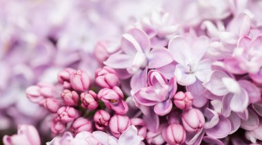 Bahar bahçesinde açan mor terili leylak dalı