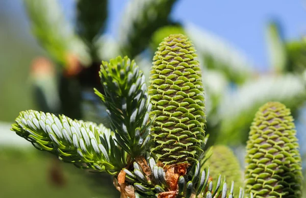 Une Branche Sapin Coréen Avec Jeunes Cônes Dans Jardin Printemps — Photo