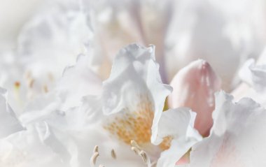 Botanik konsepti - Yumuşak odak, soyut çiçek arkaplanı, beyaz Rhododendron çiçek yaprakları. Tatil markası tasarımı için Macro çiçek arkaplanı