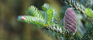Bahar bahçesinde genç kozalaklı Kore köknarı dalı.