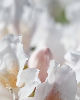 Botanik konsepti - Yumuşak odak, soyut çiçek arkaplanı, beyaz Rhododendron çiçek yaprakları. Tatil markası tasarımı için Macro çiçek arkaplanı