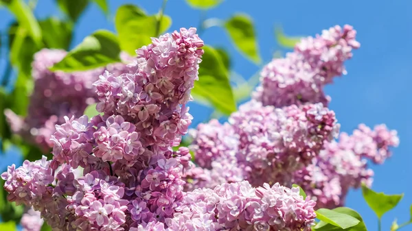 Flowering Branch Lilac Background Blue Sky Spring Garden Stock Picture