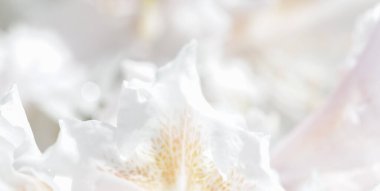 Botanik konsepti - Yumuşak odak, soyut çiçek arkaplanı, beyaz Rhododendron çiçek yaprakları. Tatil markası tasarımı için Macro çiçek arkaplanı