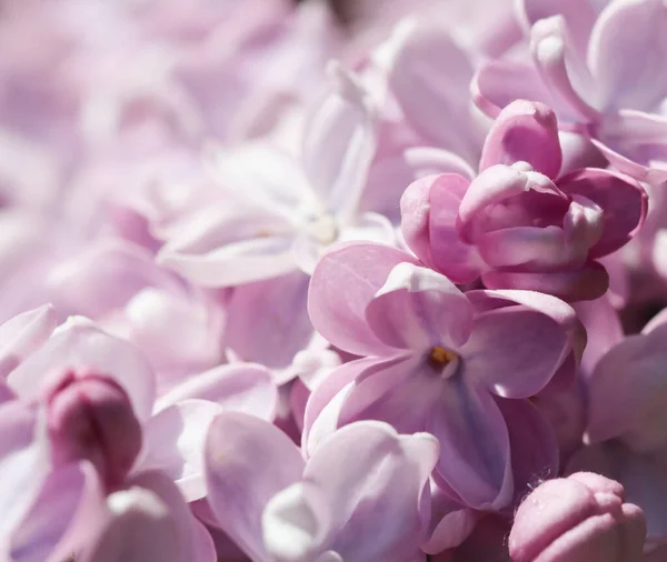 Blooming Branch Purple Terry Lilac Spring Garden — Stock Photo, Image