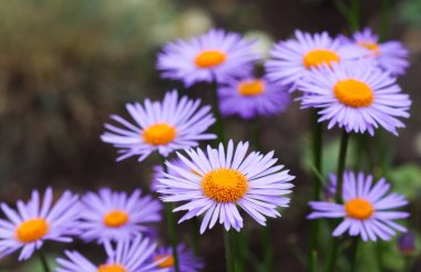 Alp makinası (Aster alpinus). Bahçesinde turuncu bir merkezi olan güzel mor çiçekler.