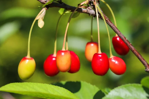 Ciliegie Ramo Albero Giardino Nella Giornata Sole — Foto Stock