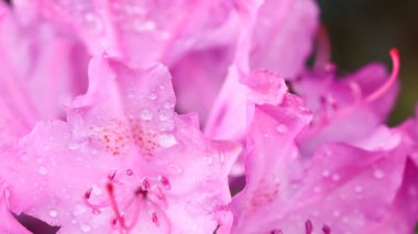 Botanik konsepti - Yumuşak odak, soyut çiçek arkaplanı, çiy damlalı pembe Rhododendron çiçek yaprakları. Tatil markası tasarımı için Macro çiçek arkaplanı