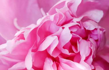 Botanik konsepti, davetiye kartı yumuşak odak noktası, soyut çiçek arkaplanı, pembe şakayık çiçekleri. Tatil markası tasarımı için Macro çiçek arkaplanı