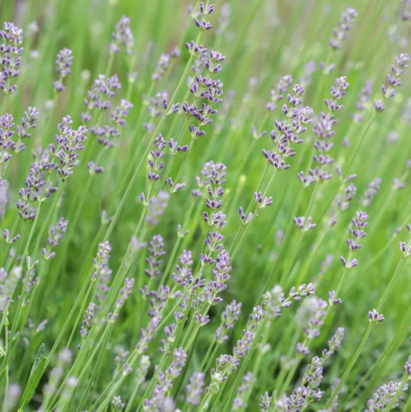 Foco Suave Belas Flores Lavanda Jardim Verão — Fotografia de Stock