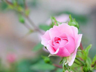 Bahçesinde tomurcukları olan yumuşak pembe bir gül. Doğum günü, Sevgililer Günü ve Anneler Günü için tebrik kartları için mükemmel bir geçmiş.