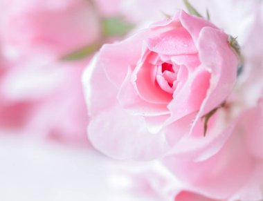 Su damlalı güzel pembe bir gül. Arka plan olarak kullanılabilir. Yumuşak odaklanma. Romantik stil
