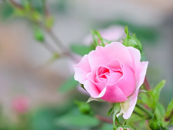 柔和的粉红色玫瑰 波妮卡 花蕾在花园里 适用于生日 情人节及母亲节贺卡的背景 — 图库照片