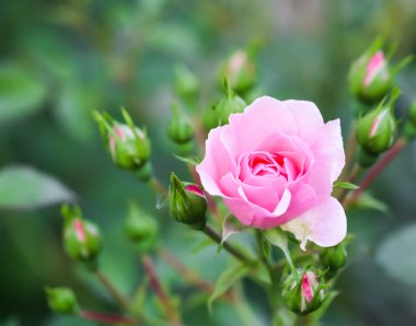 Bahçesinde tomurcukları olan yumuşak pembe bir gül. Doğum günü, Sevgililer Günü ve Anneler Günü için tebrik kartları için mükemmel bir geçmiş.