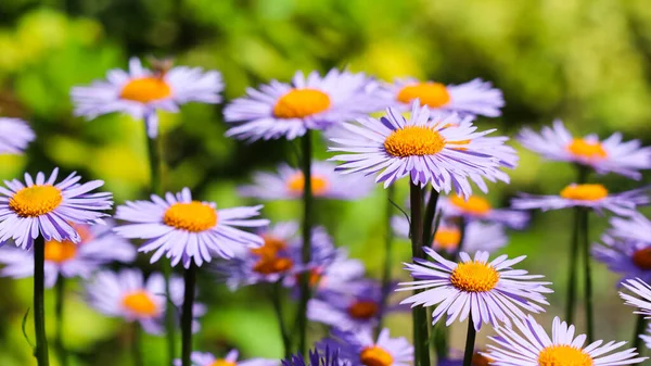 Αλπικό Άστρο Aster Alpinus Όμορφα Μοβ Λουλούδια Πορτοκαλί Κέντρο Στον — Φωτογραφία Αρχείου