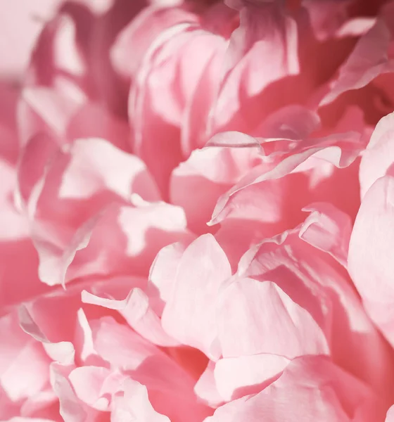 Botanický Koncept Pozvánka Měkké Zaměření Abstraktní Květinové Pozadí Růžové Květy — Stock fotografie
