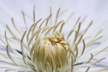 Botanik konsepti, davetiye kartı, yumuşak odak, soyut çiçek arkaplanı, beyaz Clematis Asagasumi çiçeği. Tatil markası tasarımı için Macro çiçek arkaplanı