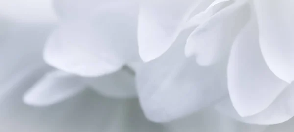 Απαλή Εστίαση Αφηρημένη Floral Φόντο Λευκό Terry Πέταλα Λουλουδιών Γιασεμί — Φωτογραφία Αρχείου