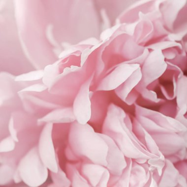 Botanik konsepti, davetiye kartı yumuşak odak noktası, soyut çiçek arkaplanı, pembe şakayık çiçekleri. Tatil markası tasarımı için Macro çiçek arkaplanı