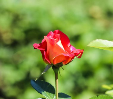 Güneşli bir günde bahçede güzel kırmızı bir gül. Arkaplan tebrik kartları için ideal