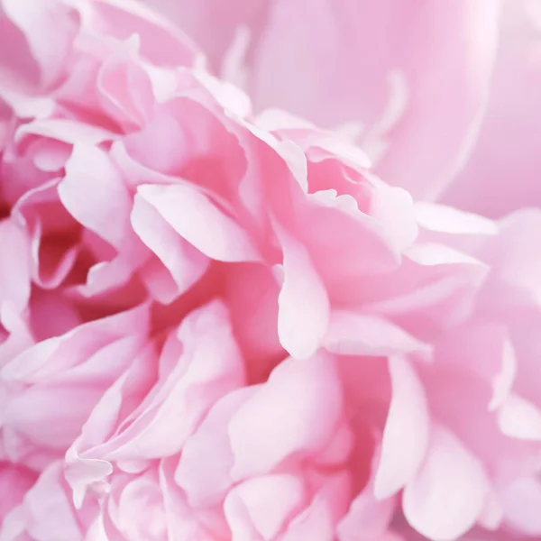Botanický Koncept Pozvánka Měkké Zaměření Abstraktní Květinové Pozadí Růžové Květy — Stock fotografie