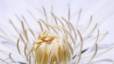 Botanik konsepti, davetiye kartı, yumuşak odak, soyut çiçek arkaplanı, beyaz Clematis Asagasumi çiçeği. Tatil markası tasarımı için Macro çiçek arkaplanı