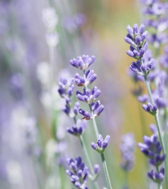 Yaz bahçesindeki güzel lavanta çiçeklerine odaklanın.