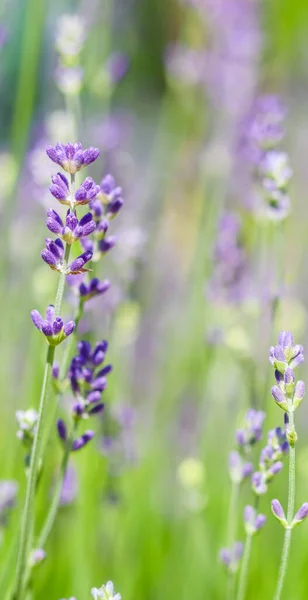 Foco Suave Belas Flores Lavanda Jardim Verão — Fotografia de Stock