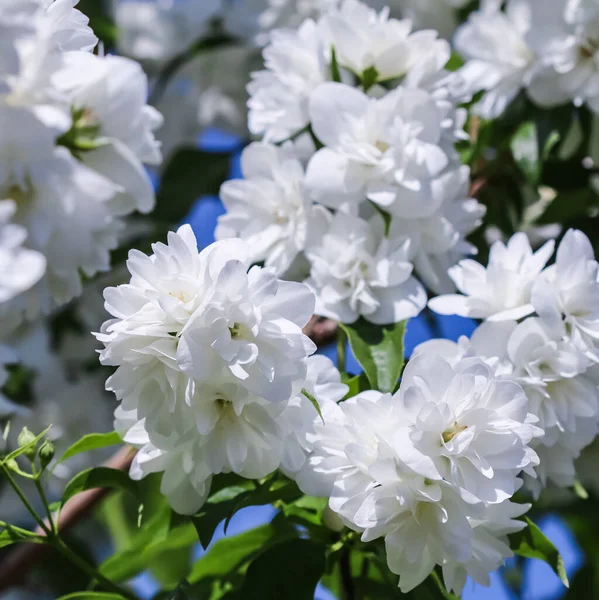 Premium Photo  White terry jasmine flowers in the garden floral
