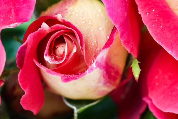 Mooie Rode Gele Roos Met Dauwdruppels Perfect Voor Wenskaart Achtergrond — Stockfoto