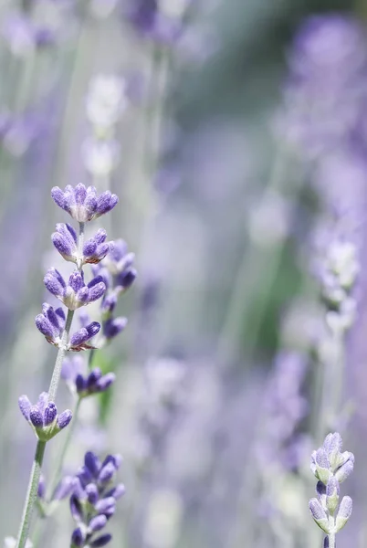 Foco Suave Belas Flores Lavanda Jardim Verão — Fotografia de Stock