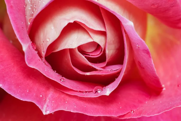 Piękna Czerwona Róża Kroplami Rosy Idealny Tło Kartki Okolicznościowej — Zdjęcie stockowe