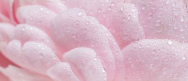 Botanik konsepti, düğün davetiyesi kartı yumuşak odak, soyut çiçek arkaplanı, su damlalı pembe gül yaprakları. Tatil markası tasarımı için Macro çiçek arkaplanı