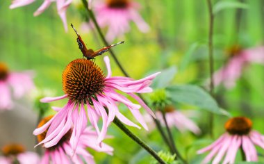 Güzel renkli Avrupa Tavus Kelebeği (İnachis io, Aglais io), güneşli bir yaz bahçesinde mor bir çiçek üzerinde.
