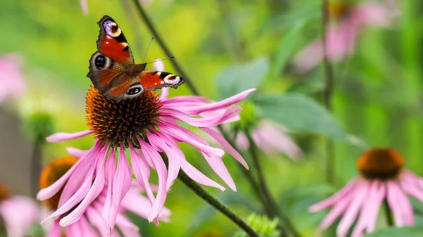 Borboleta Pavão Europeu Cor Bonita Inachis Aglais Flor Roxa Echinacea — Fotografia de Stock