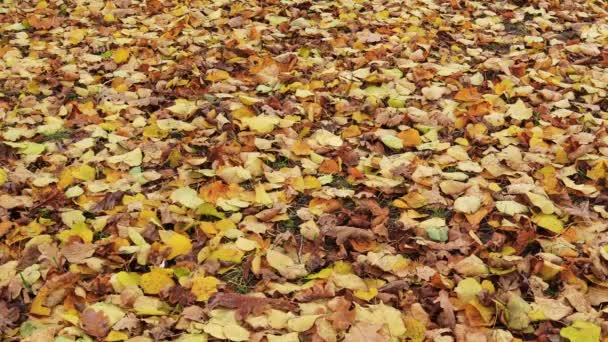 Fallen Yellow Leaves Ground Wind Autumn Background — Stock Video