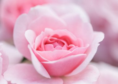 Botanik konsepti, düğün davetiyesi yumuşak odak noktası, soyut çiçek arkaplanı, pembe gül çiçeği. Tatil markası tasarımı için Macro çiçek arkaplanı