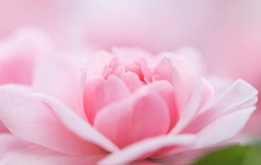 Botanik konsepti, düğün davetiyesi yumuşak odak noktası, soyut çiçek arkaplanı, pembe gül çiçeği. Tatil markası tasarımı için Macro çiçek arkaplanı