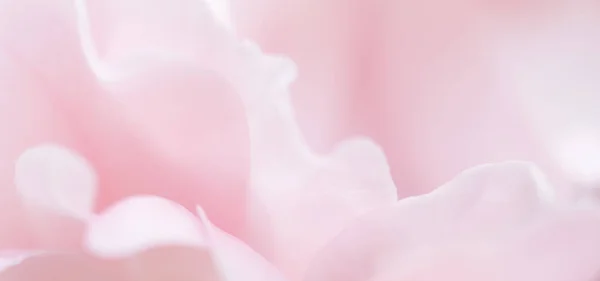 植物学概念 婚宴请柬 软焦点 抽象花卉背景 粉红玫瑰花瓣 度假品牌设计的宏观花卉背景 — 图库照片