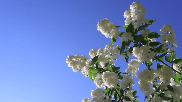 Jasmín kvete ve větru v zahradě. Detailní záběr větví s bílými květy proti modré obloze.