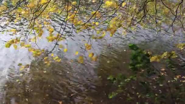 Heldere gele bladeren op de takken boven het water op herfstdag — Stockvideo