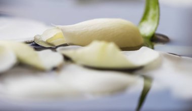 Mavi suda beyaz gül yaprakları. Su festivali ya da spa için.