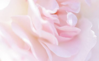 Botanik konsepti, düğün davetiyesi yumuşak odak noktası, soyut çiçek arkaplanı, soluk pembe çiçek yaprakları. Tatil markası tasarımı için Macro çiçek arkaplanı