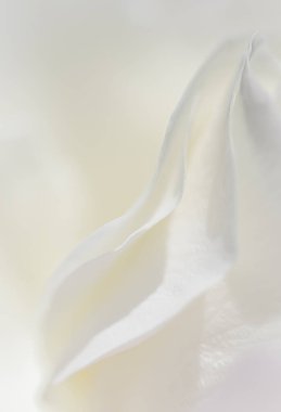 Botanik konsepti, düğün davetiyesi yumuşak odak noktası, soyut çiçek arkaplanı, beyaz gül yaprakları. Tatil markası tasarımı için Macro çiçek arkaplanı