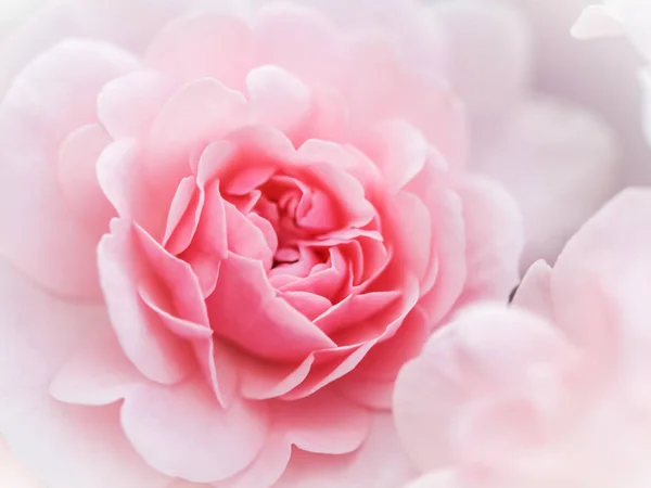 Botanický Koncept Pozvánka Svatbu Měkké Zaostření Abstraktní Květinové Pozadí Růžová — Stock fotografie