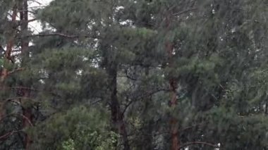 Yazın bir çam ormanında sağanak yağmur. Sesle.