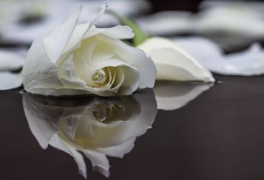 Suda beyaz gül ve taç yaprakları. Aromaterapi ve spa konsepti