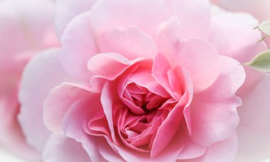 Botanik konsepti, düğün davetiyesi yumuşak odak noktası, soyut çiçek arkaplanı, pembe gül çiçeği. Tatil markası tasarımı için Macro çiçek arkaplanı